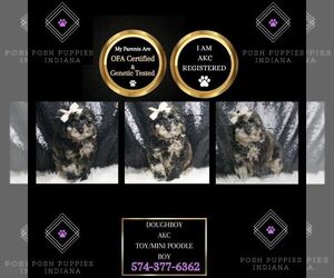 Poodle (Toy) Puppy for sale in WARSAW, IN, USA