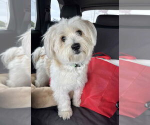 Shih Apso Dogs for adoption in Grafton, WI, USA