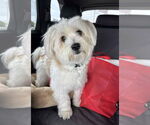 Small Shih Apso
