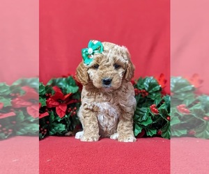 Goldendoodle (Miniature) Puppy for sale in KIRKWOOD, PA, USA