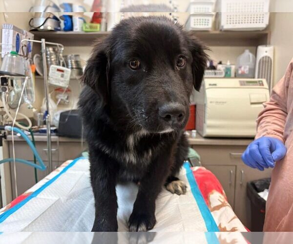 Medium Photo #1 Mutt Puppy For Sale in New York, NY, USA