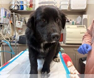 Mutt Dogs for adoption in New York, NY, USA