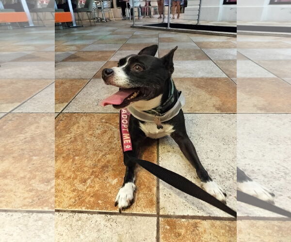 Medium Photo #10 Boston Huahua Puppy For Sale in Sanford, FL, USA