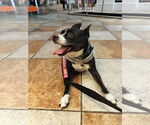 Small Photo #10 Boston Huahua Puppy For Sale in Sanford, FL, USA