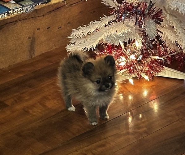 Medium Photo #8 Pomeranian Puppy For Sale in NAPERVILLE, IL, USA