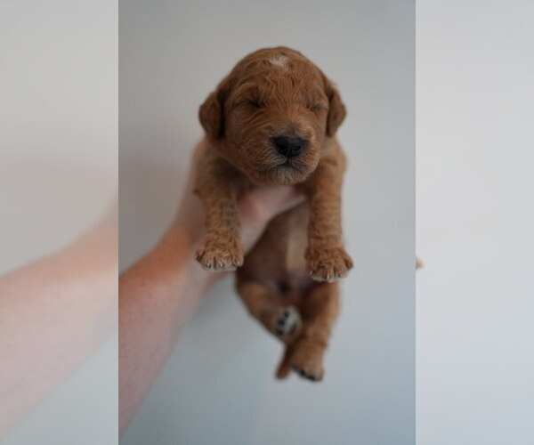 Medium Photo #3 Goldendoodle (Miniature) Puppy For Sale in DALLAS, OR, USA