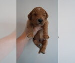 Small Photo #3 Goldendoodle (Miniature) Puppy For Sale in DALLAS, OR, USA