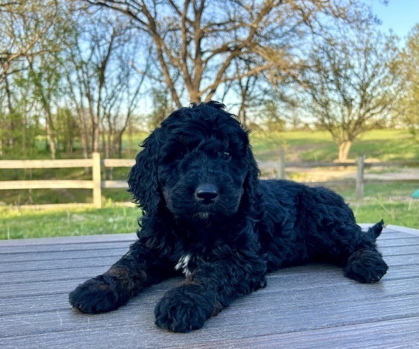 Medium Photo #8 Goldendoodle Puppy For Sale in KNOB NOSTER, MO, USA
