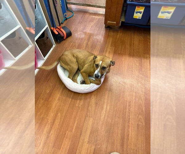 Medium Photo #10 Bullboxer Pit Puppy For Sale in Richmond, IN, USA