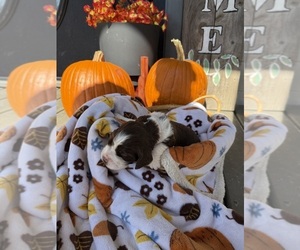 Medium English Springer Spaniel