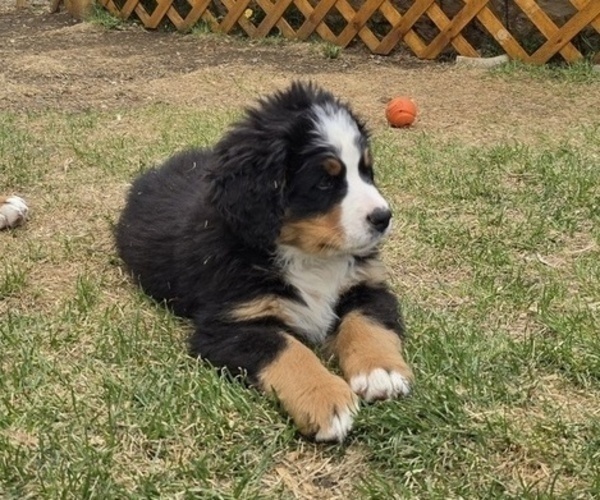 Medium Photo #7 Bernese Mountain Dog Puppy For Sale in SALMON, ID, USA