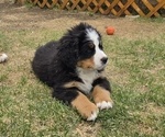 Small #6 Bernese Mountain Dog