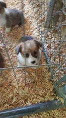 Pembroke Welsh Corgi Puppy for sale in BLOOMINGTON, CA, USA