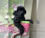 Small Photo #6 Poodle (Miniature) Puppy For Sale in PLANO, TX, USA