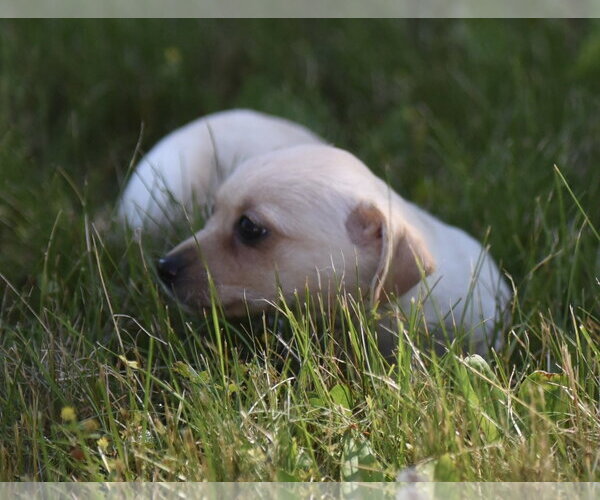 Medium Photo #3 Chihuahua Puppy For Sale in Mechanicsburg, PA, USA