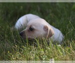 Small #2 Chihuahua