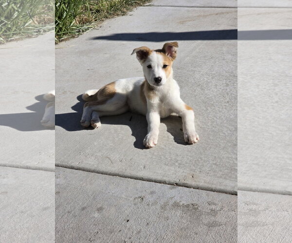 Medium Photo #3 Collie-Unknown Mix Puppy For Sale in Sandy, UT, USA