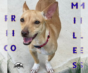 Rio Miles - Male Dachshund-Unknown Mix Dog for Adoption - Photo #2