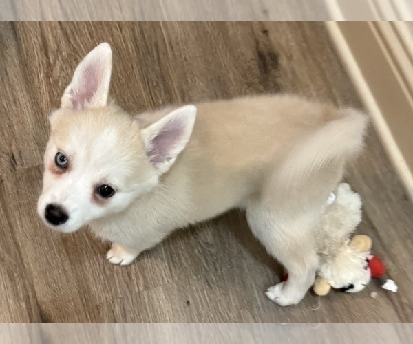 Medium Photo #221 Pomsky Puppy For Sale in LOVELAND, CO, USA