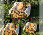 Puppy Puppy 5 Golden Retriever