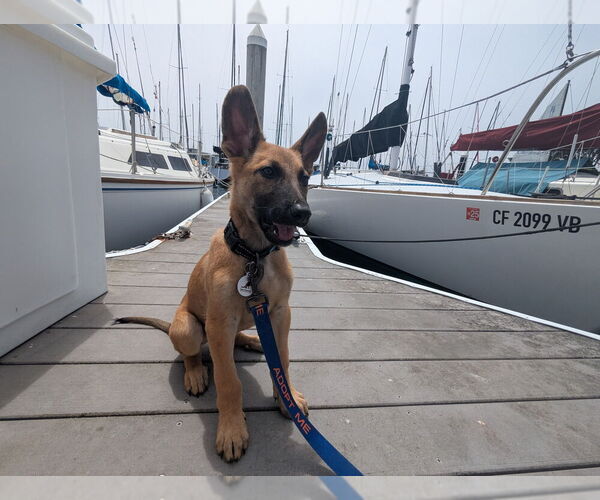 Medium Photo #1  Puppy For Sale in , 