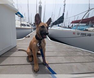 German Shepherd Dog-Unknown Mix Dogs for adoption in West Sacramento, CA, USA