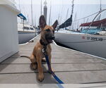 Small German Shepherd Dog Mix