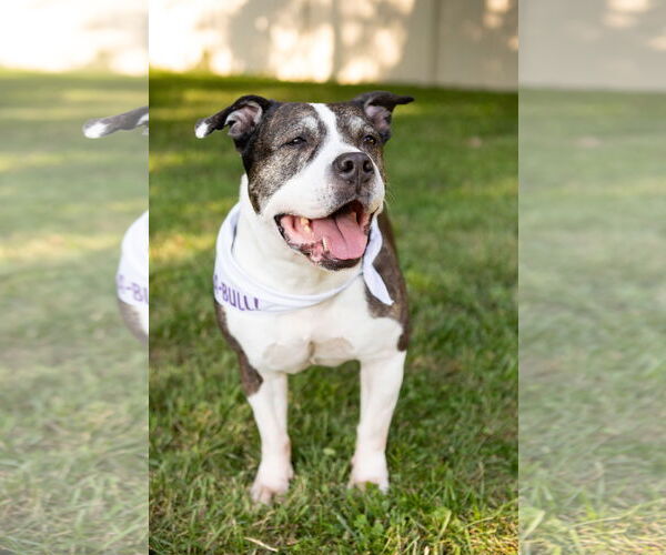 Medium Photo #12 American Staffordshire Terrier-Unknown Mix Puppy For Sale in Crete, IL, USA