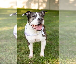 Doula - Female American Staffordshire Terrier-Unknown Mix Dog for Adoption - Photo #12