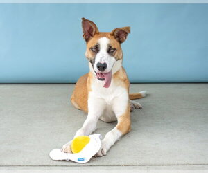 German Shepherd Dog Dogs for adoption in Pasadena, CA, USA