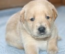 Small #15 Golden Labrador