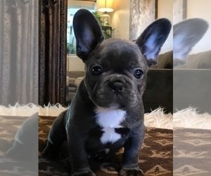 French Bulldog Puppy for sale in BLAND, MO, USA