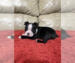 Boston Terrier Puppy for sale in ROANOKE, VA, USA