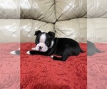 Small Boston Terrier