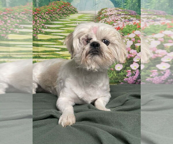 Medium Photo #1 Shih Tzu-Unknown Mix Puppy For Sale in Lakewood, CO, USA