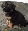 Small Photo #23 German Shepherd Dog Puppy For Sale in COLETA, IL, USA
