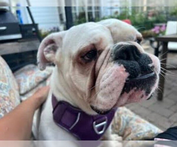 Medium Photo #3 Bulldog Puppy For Sale in St. Louis Park, MN, USA
