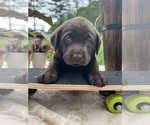 Small #6 Labrador Retriever