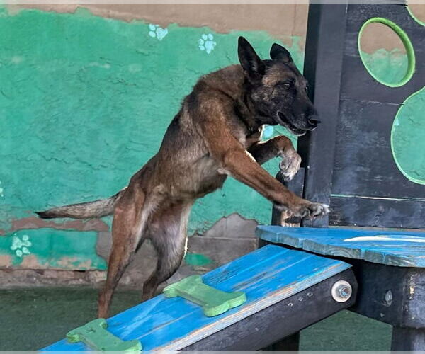 Medium Photo #4 Mutt Puppy For Sale in Imlay City, MI, USA