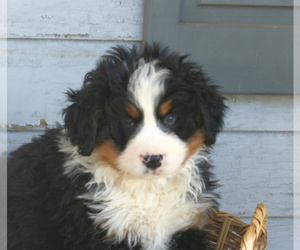 Bernese Mountain Dog Puppy for sale in ELIZABETHTOWN, PA, USA