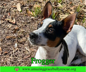 Jack Russell Terrier-Unknown Mix Dogs for adoption in Milton, FL, USA