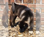 Puppy Puppy 3 Akita