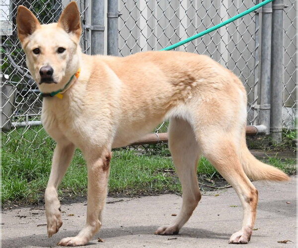 Medium Photo #7 Carolina Dog-Unknown Mix Puppy For Sale in Houston, TX, USA