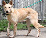 Small Photo #7 Carolina Dog-Unknown Mix Puppy For Sale in Houston, TX, USA