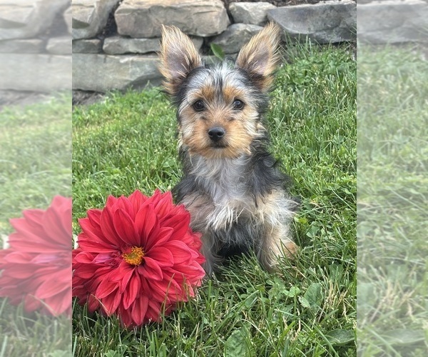 Medium Photo #10 Yorkshire Terrier Puppy For Sale in ROCK STREAM, NY, USA