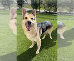Small #1 German Shepherd Dog