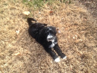 Sheepadoodle Puppy for sale in ELKRIDGE, MD, USA