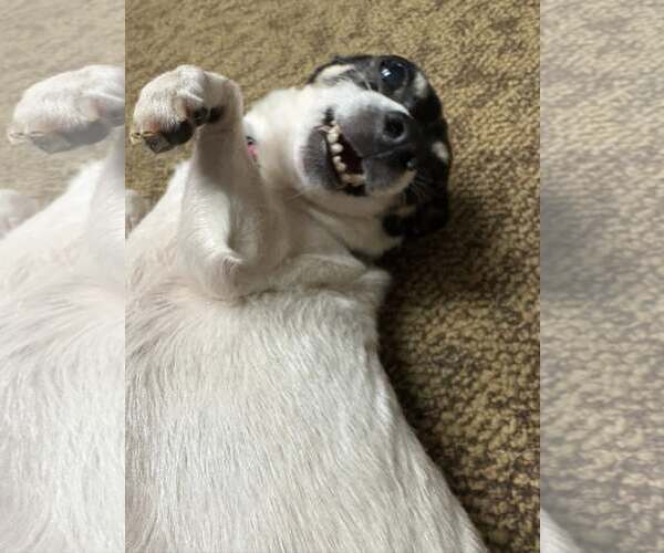 Medium Photo #9 Rat Terrier Puppy For Sale in New London, WI, USA