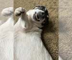 Small #8 Rat Terrier