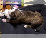 Small #6 American Pit Bull Terrier Mix